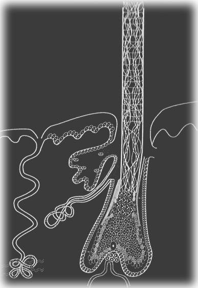 Schematische weergave van de haarwortel in de hoofdhuid